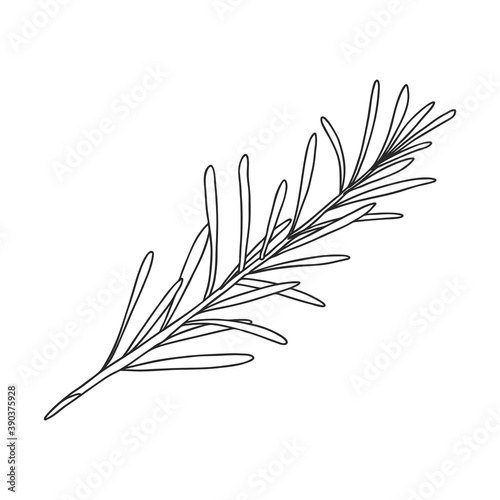 A sprig of rosemary with leaves on the stem. Botanical design element for decorating menus and recipes. Simple black and white vector illustration drawn by hand  isolated on a white background