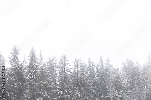 Snow-covered tops of fir trees against a gray misty sky. Winter seasonal nature background