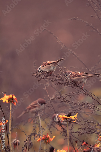 Sparrows eat seeds in the flowery field © Himmelreich Photo