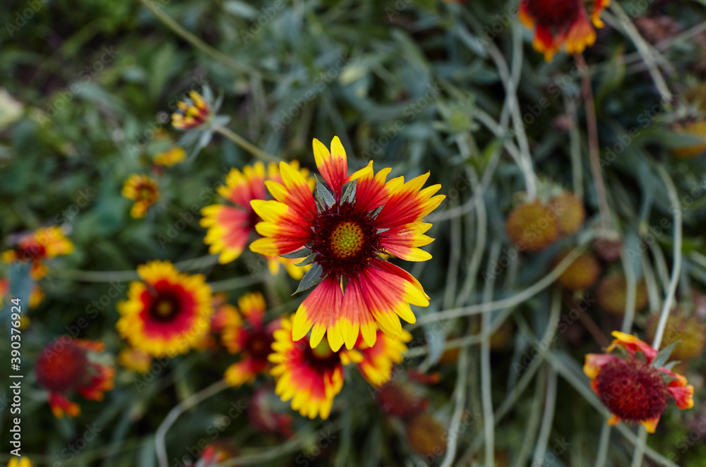 A wonderful bright red Gaillardia flower or blanketflower (Gaillardia aristata or pulchella)  with yellow details on the petals. Selective focus, blurred background