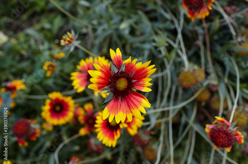 A wonderful bright red Gaillardia flower or blanketflower (Gaillardia aristata or pulchella) with yellow details on the petals. Selective focus, blurred background