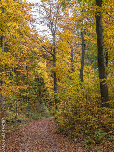 Waldweg im Herbst