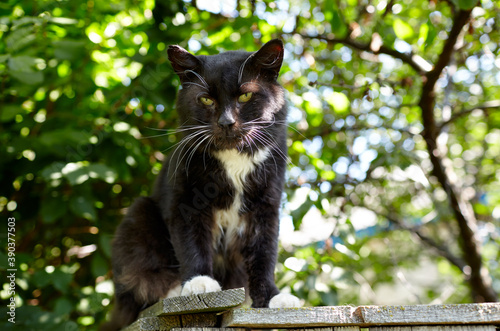 Black cat sitting on the fence. Funny facial expression. Selective focus  blurred background
