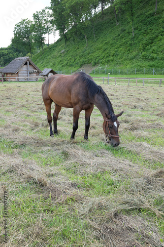 horse graze in a meadow