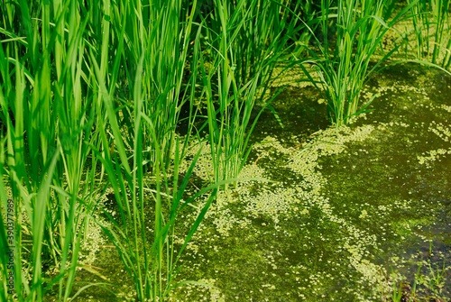 田んぼの水草