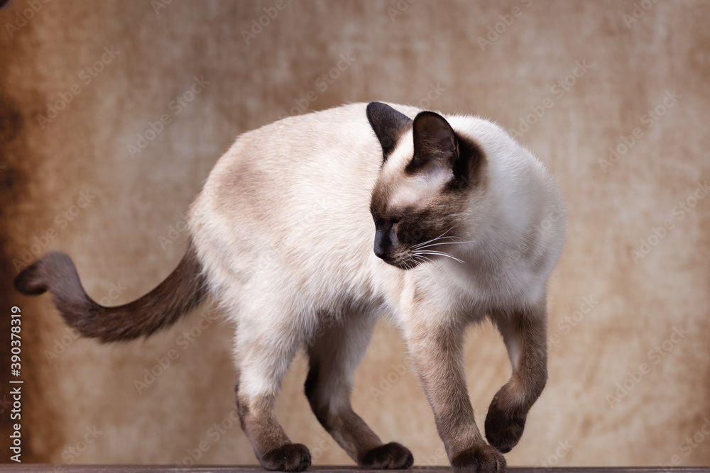 Slender Thai cat on a brown vintage shabby background.
