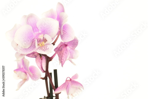 Mini orchid  close-up  isolated on white.
