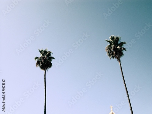 Gob bless palmtrees, Los Angeles photo