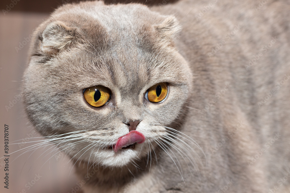 The Scottish fold cat licks its lips and looks away with yellow eyes