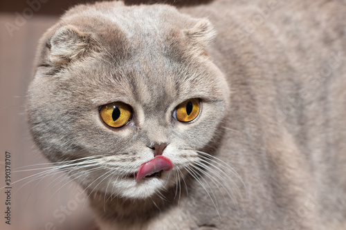 The Scottish fold cat licks its lips and looks away with yellow eyes