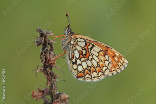 Caucasian Amannisa butterfly / Melitaea caucasogenita photo