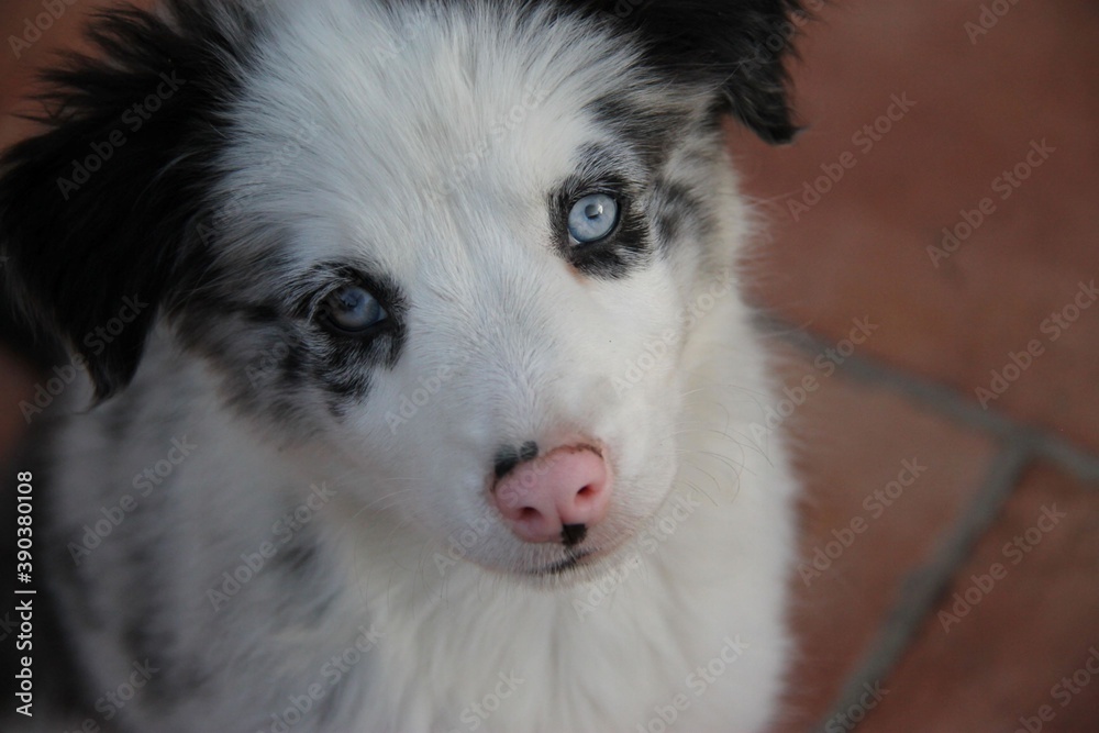 close up of a blue merle border collie puppy with blue eyes and pink nose close up of a blue merle border collie puppy with blue eyes and pink nose