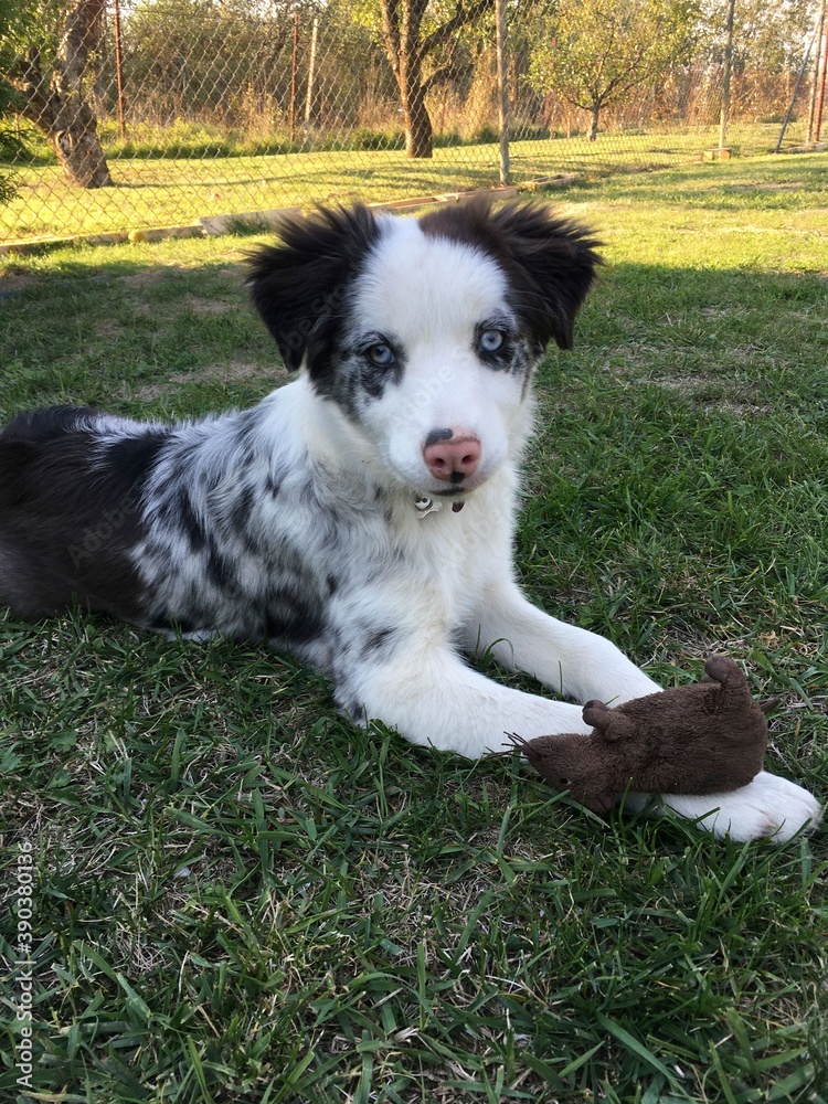 blue merle border collie puppy playing with a toy