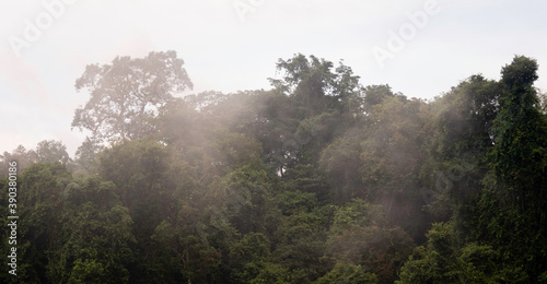 Mist over the amazonian jungle