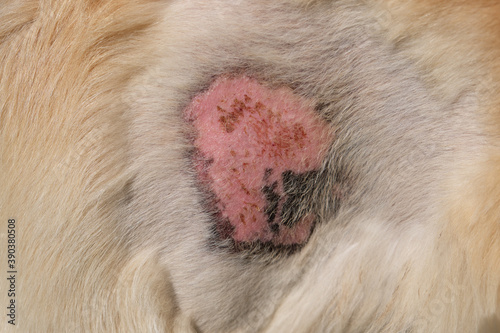 Skin disease of golden retriever dog