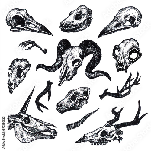Vector black and white graphic hand drawn set with different animal skulls isolated on white background