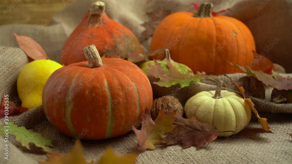 Camera movement on a composition of pumpkins, walnuts and autumn leaves. Autumn still life. Halloween holiday. Camera movement on a composition of pumpkins, walnuts and autumn leaves. Autumn still life. Halloween holiday.