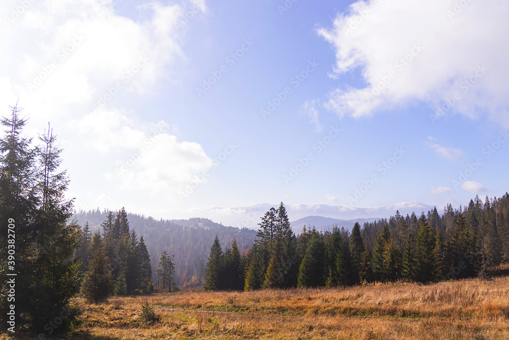 Natural background of autumn mountains with yellow trees and fir trees with clouds in blue sky
