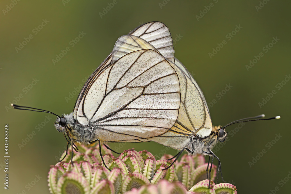 Obraz premium Hawthorn butterfly pair on the plant; Aporia crataegi