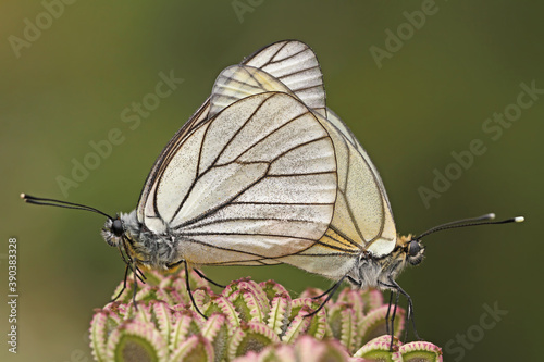 Hawthorn butterfly pair on the plant; Aporia crataegi
