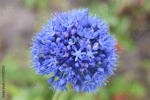 close-up of a bright blue flower