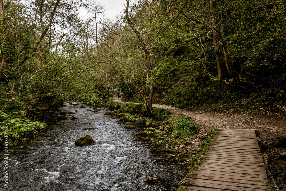 Fototapeta premium river in the forest