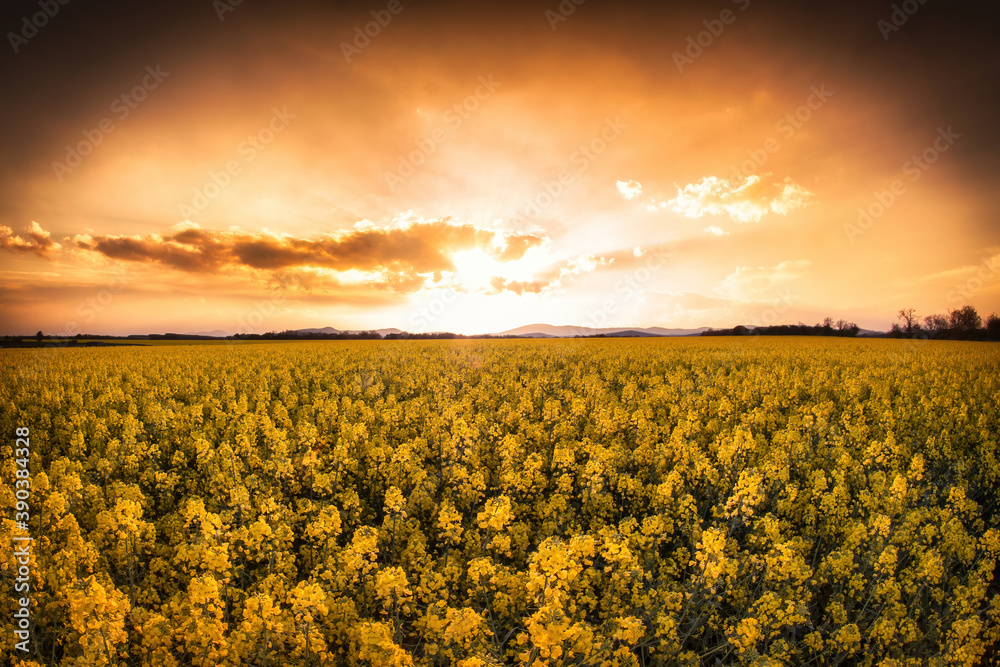 Obraz premium Sunset landscape during the golden hour over the fields in a rural area of a Slovak village.