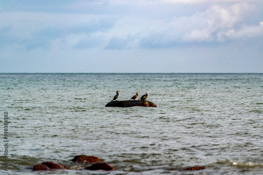 Seevögel, Kormorane, sitzt auf einem Stein in der Nähe des Strandes.