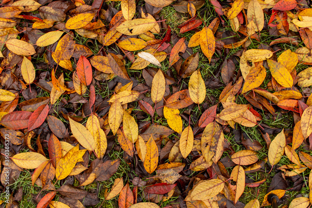 Abstract background of fallen leaves. The concept of autumn.