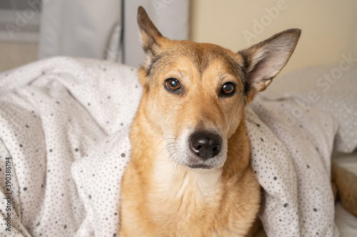 dog that climbed on the bed