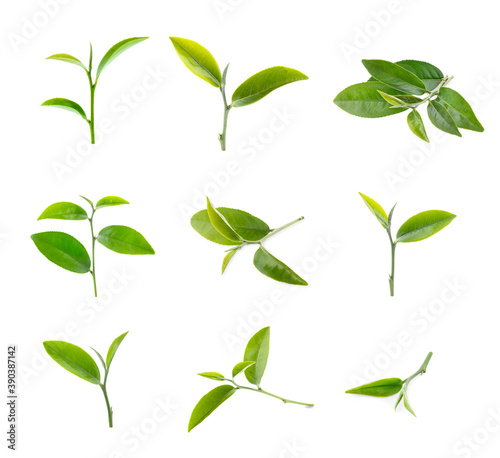 green tea leaf isolated on white background