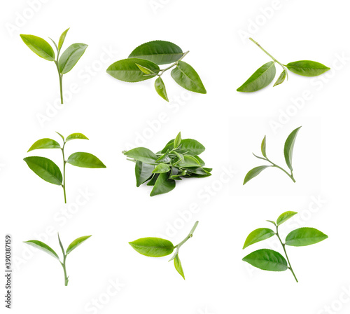 green tea leaf isolated on white background