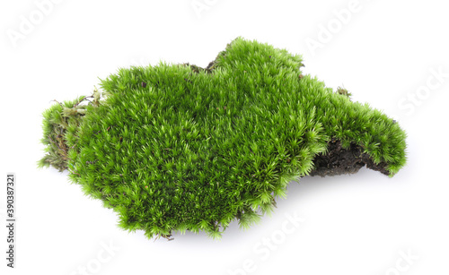 Moss isolated on white bakground