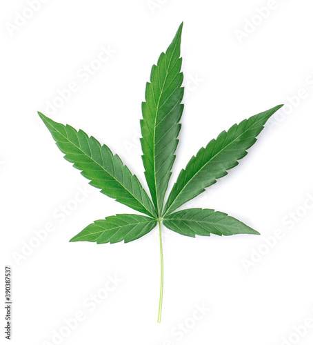 Green cannabis leaves isolated on white background.