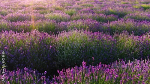 Lavender field aerial shot photo