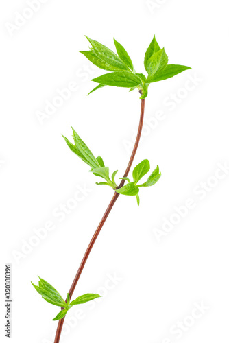 Jasmine branch with fresh leaves isolated on white background