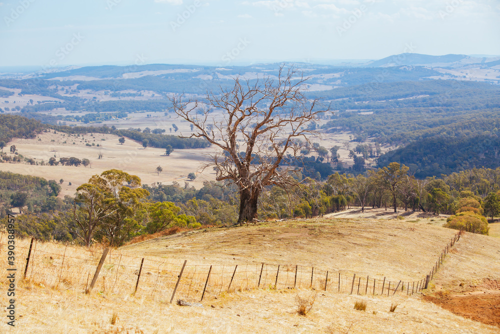 Naklejka premium King Valley Landscape in Australia