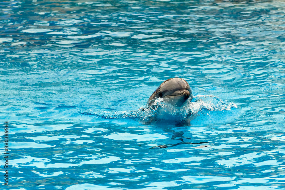 Delfín nadando