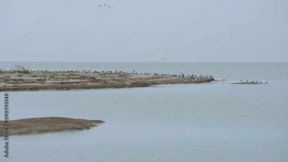 Many wild birds stand on the beach of a wild island in Azov sea Many wild birds stand on the beach of a wild island in Azov sea