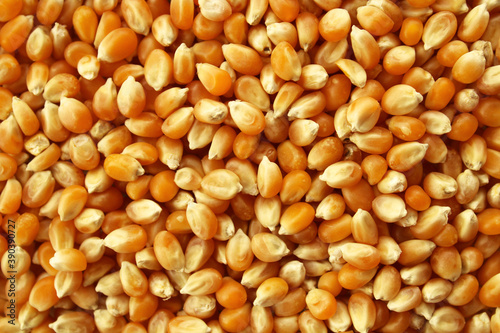 Close up of popcorn seeds