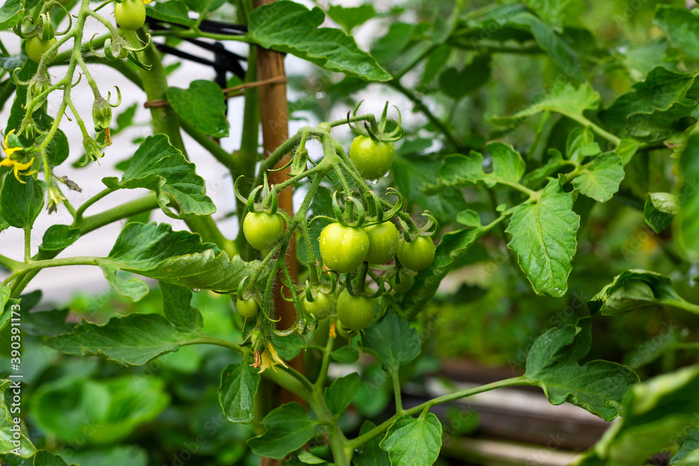 Tomatoes in the greenhouse. Ripening green cherry tomato. Growing organic crops in the garden. Agriculture and the cultivation