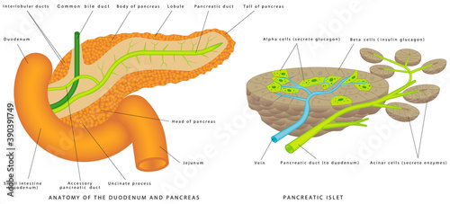 Pancreaticobiliary System. Structure and Function of the Pancreaticobiliary System. Pancreas and duodenum location. The islets of Langerhans are responsible for endocrine function of pancreas photo