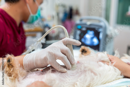 The abdomen of an Maltese dog, who was examined by an ultrasound. Veterinarian doing ultrasound and analyze healthy of animal. Watching puppies in dogs with ultrasound.