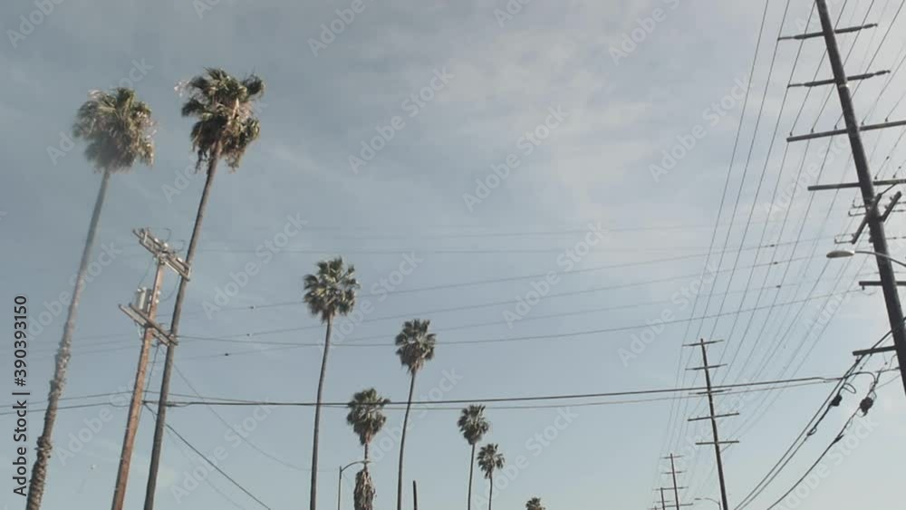 Palm Trees and Telephone Wires Line the Street, Blue Sky, Camera Tilt Up, Car Driving