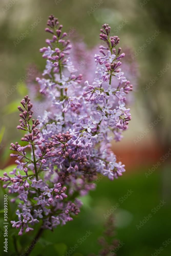 Fototapeta premium A large branch with spring flowers of lilac, close-up.