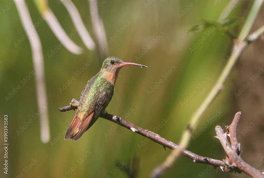 Fototapeta premium Costa Rica hummingbird on a branch