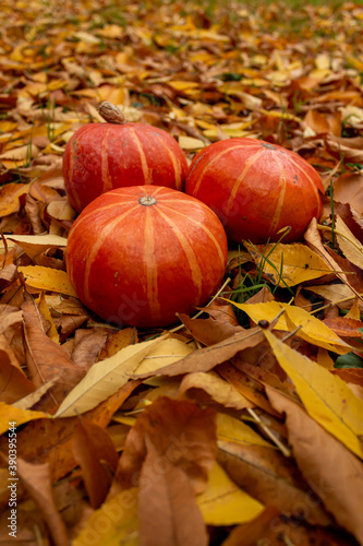 Three pumpkins on the yellow autumn leaves.