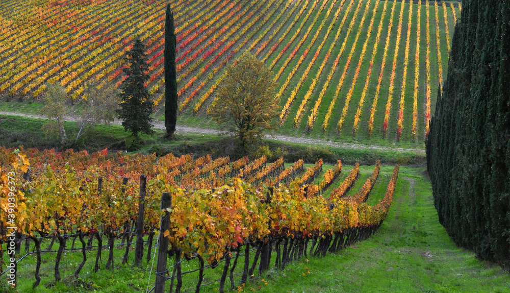 Fototapeta premium Colorful rows of vineyards and cypresses during autumn season in the Chianti Classico area near Florence, Tuscany. Italy.