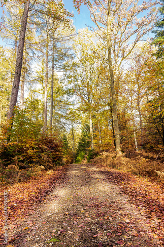 Camino en el bosque rodeado de hojas y arboles secos en otoño - Path in the forest surrounded by leaves and dry trees in autumn