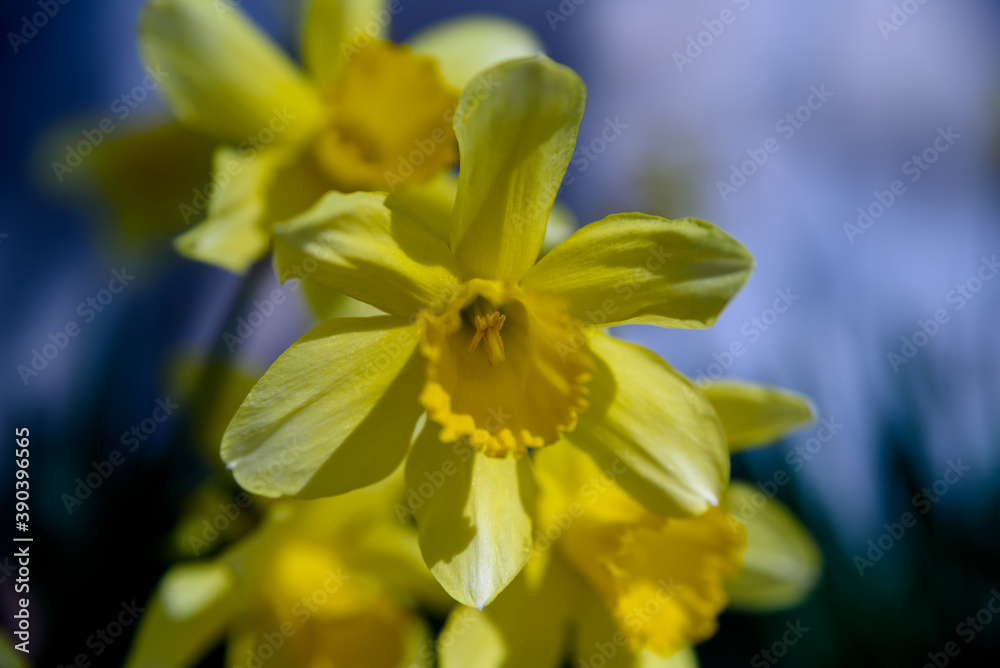 yellow flower in spring yellow flower in spring